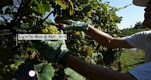 Grand Cru Video